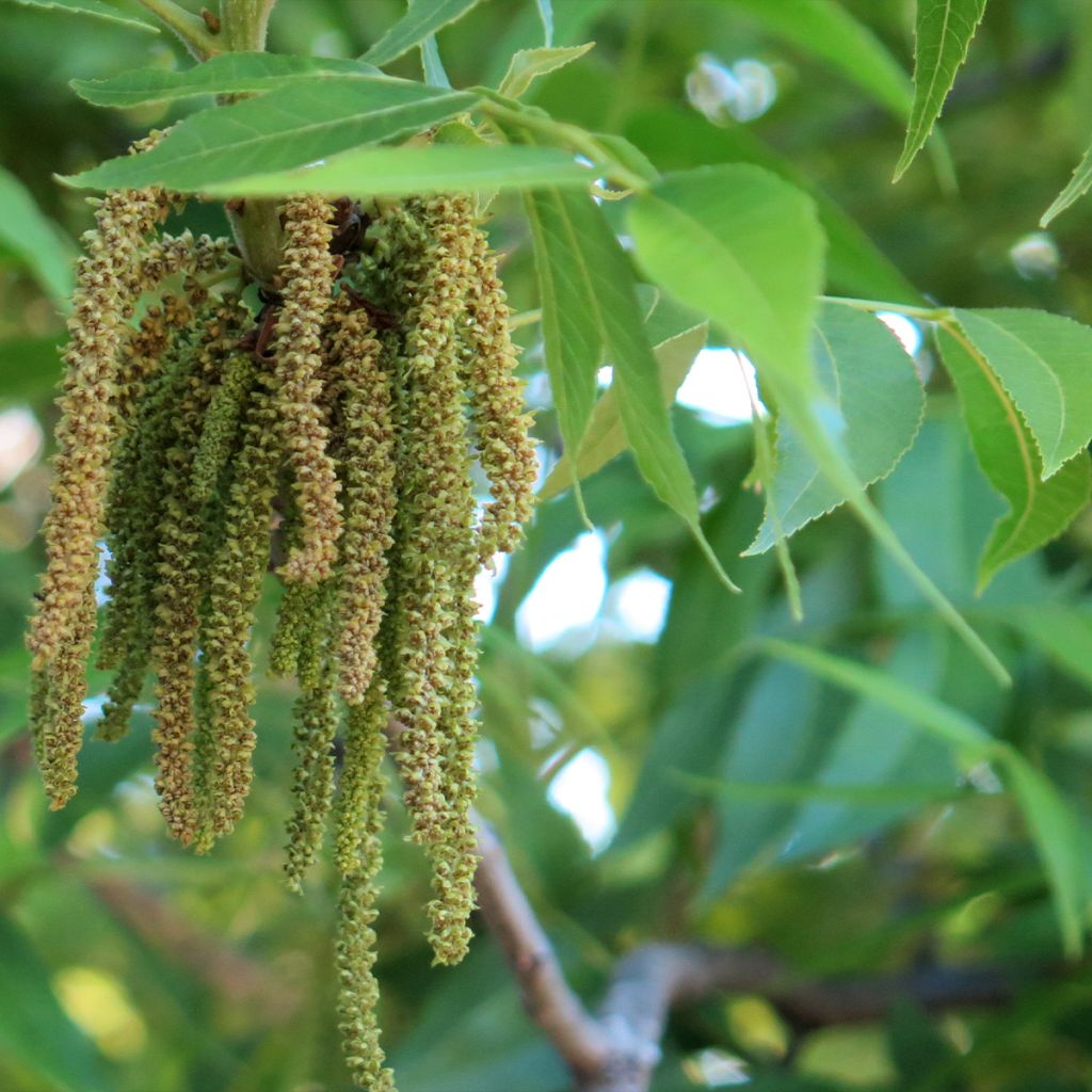 Carya illinoinensis Delmas - Noix de Pécan - Pacanier