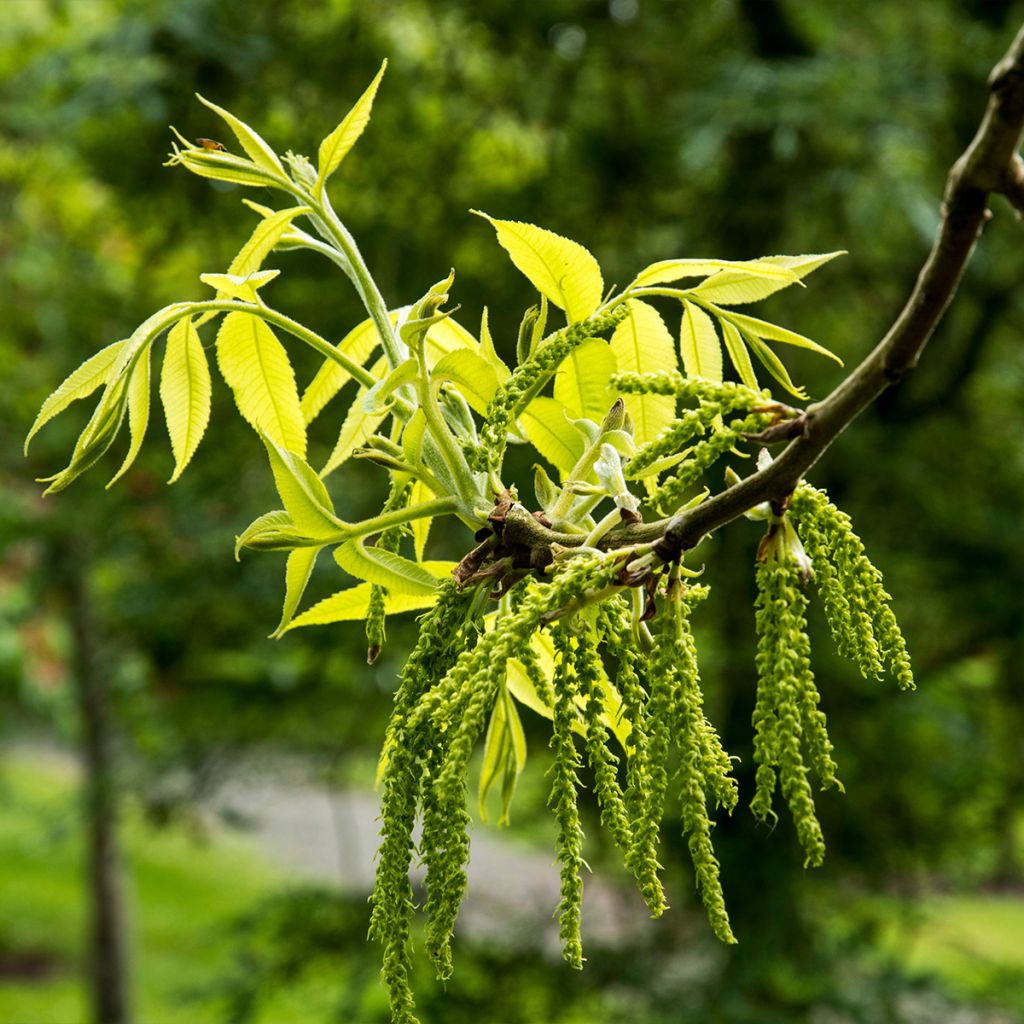 Carya illinoinensis Mohawk - Pecan Tree