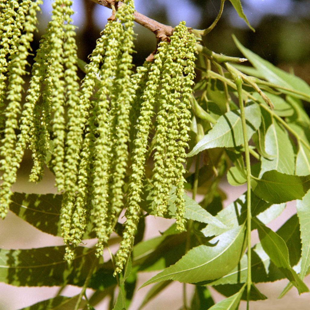 Carya illinoinensis - Noix de Pécan - Pacanier