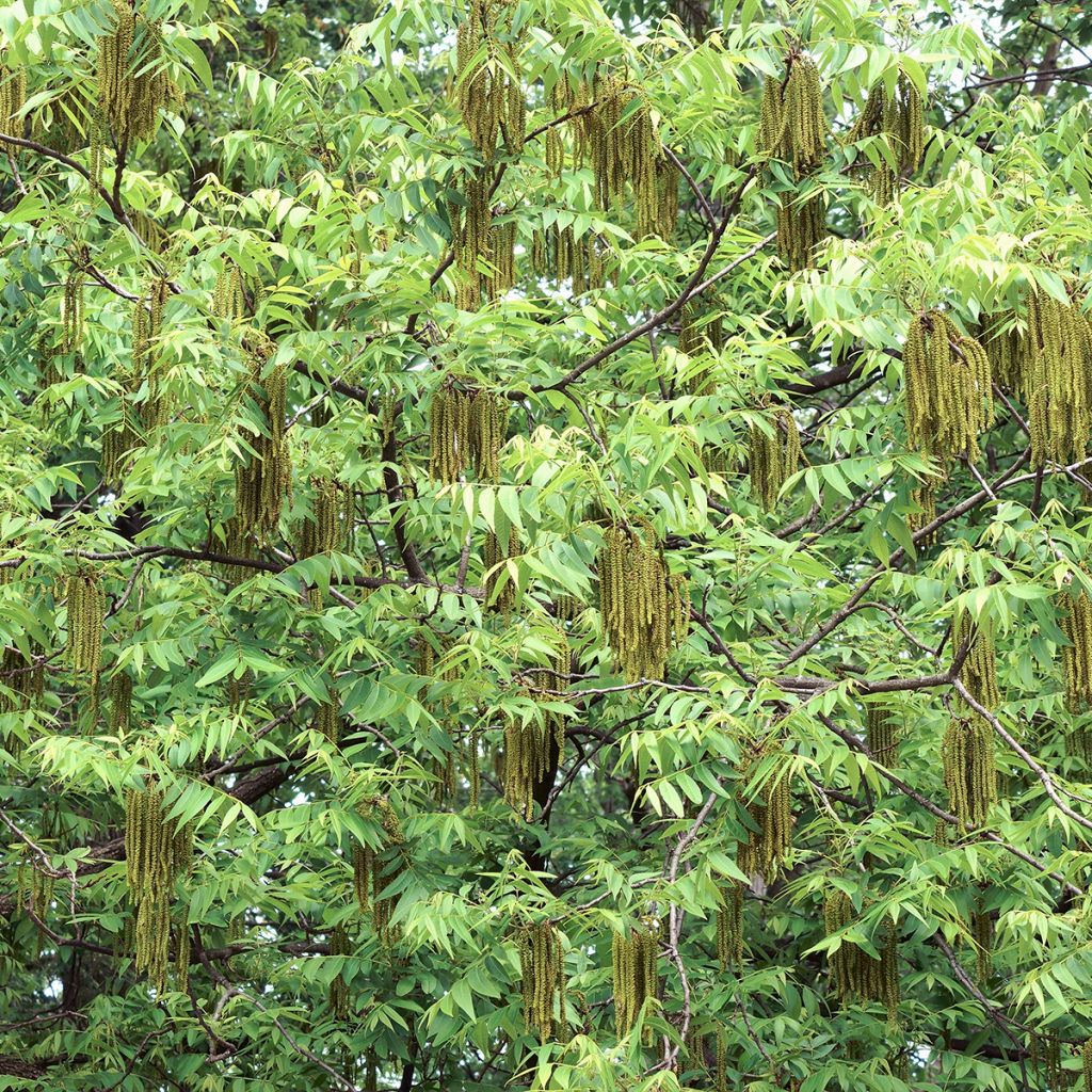 Carya illinoinensis Shoshoni - Noix de Pécan - Pacanier