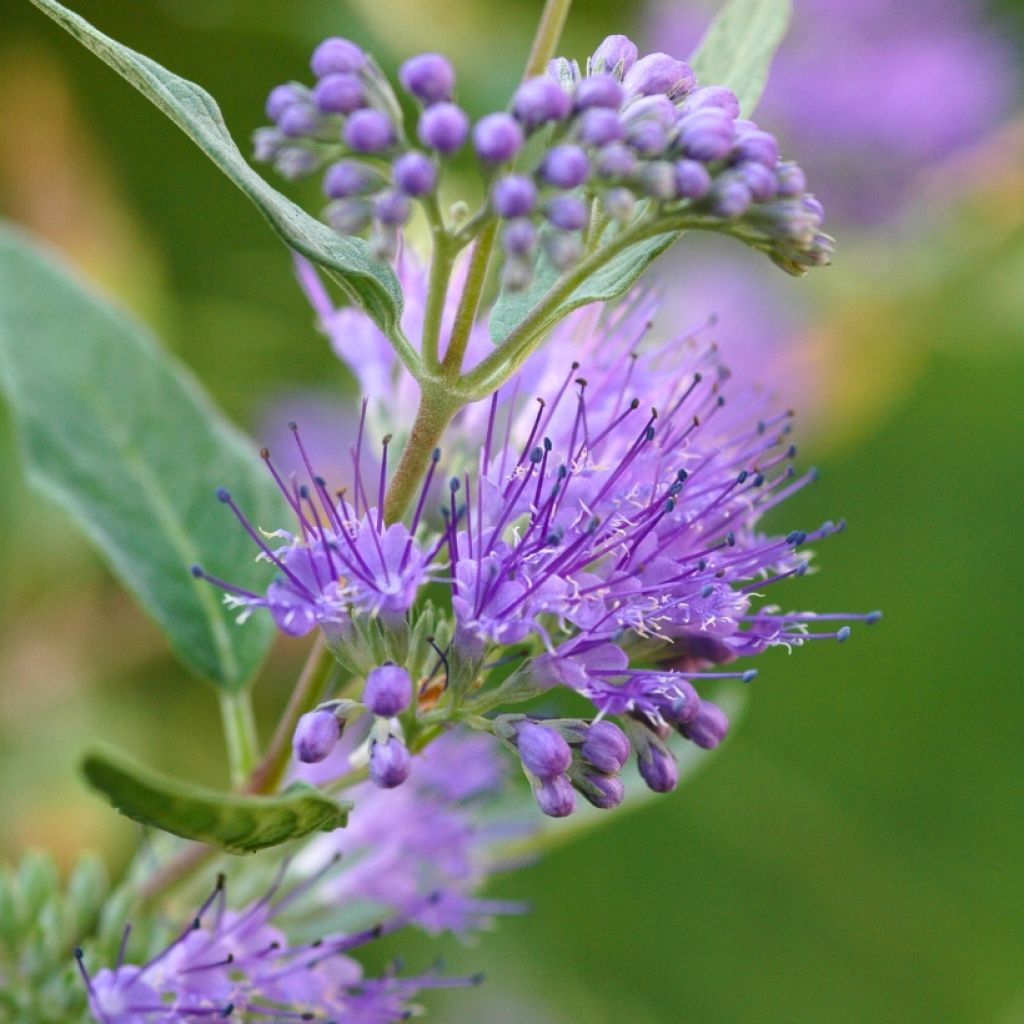 Caryopteris clandonensis Grand Bleu - Bluebeard