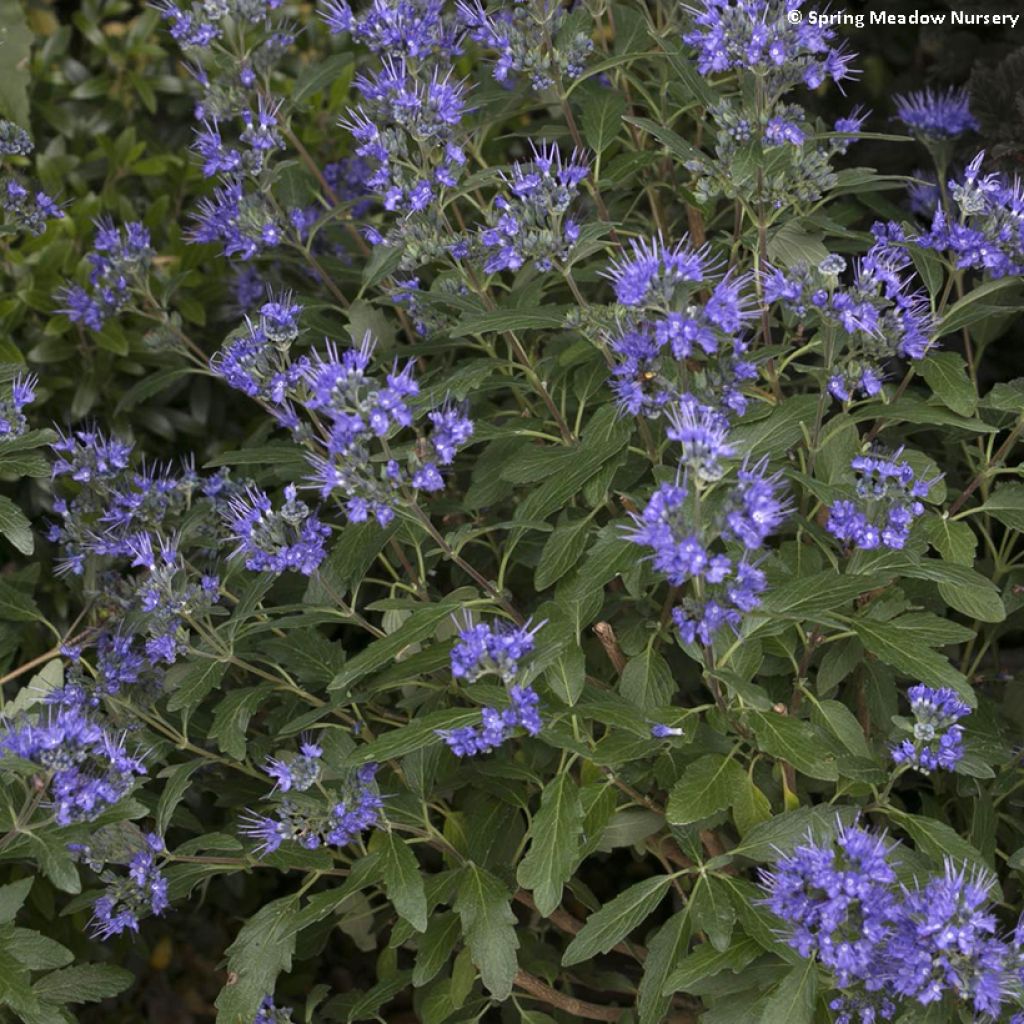 Caryopteris clandonensis Beyond Midnight - Spirée bleue