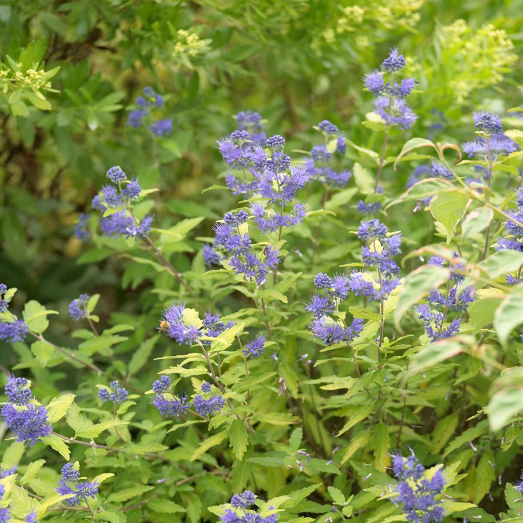 Caryopteris Good as Gold - Bluebeard