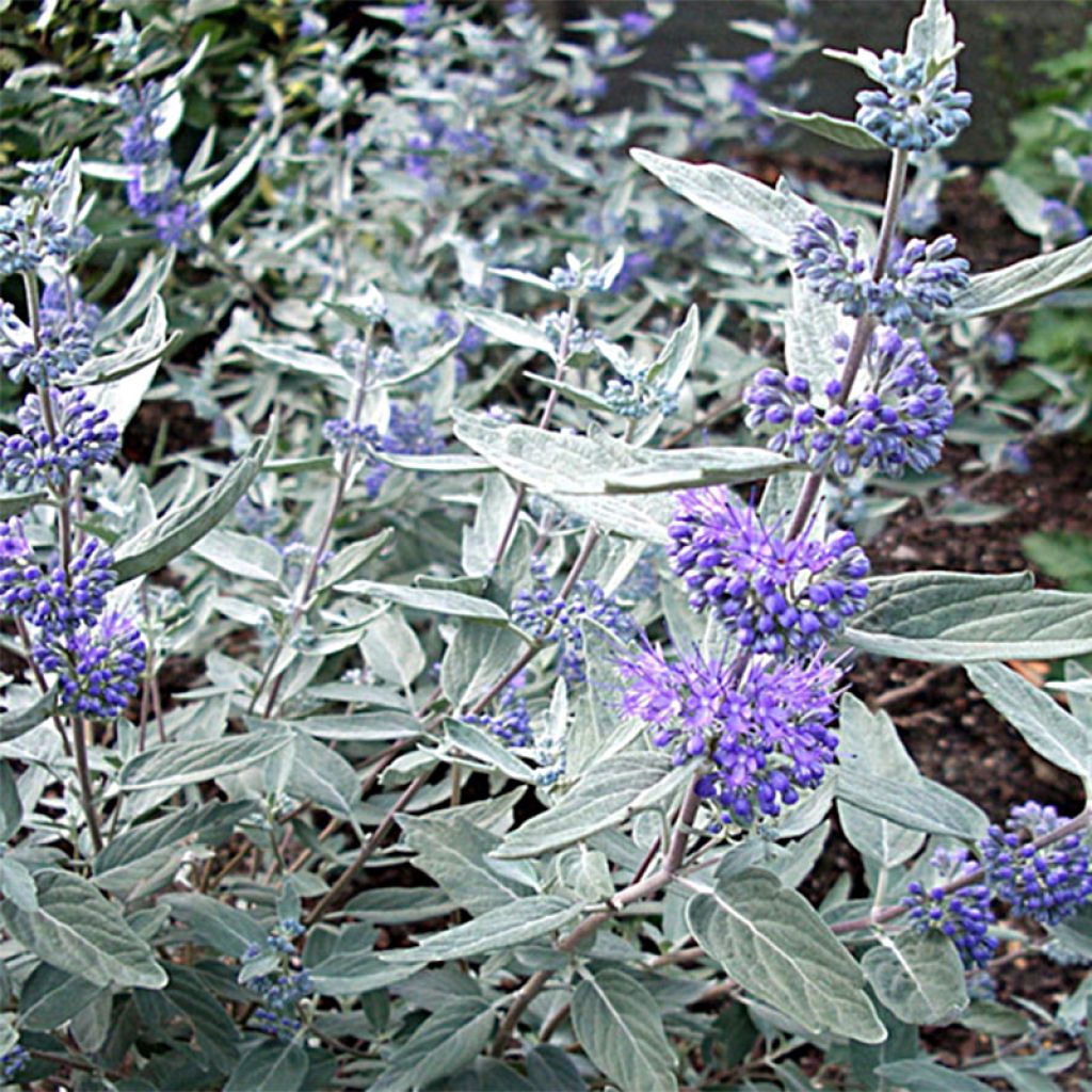 Caryopteris clandonensis Sterling silver® - Spirée bleue