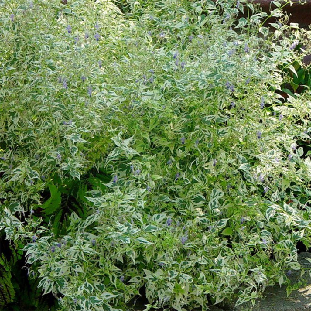 Caryopteris divaricata Electrum - Barbe bleue