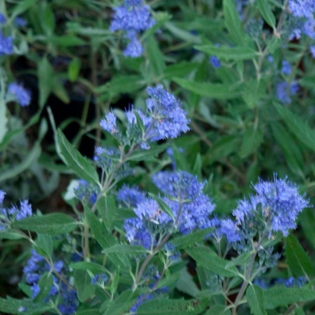 Caryopteris Grand Bleu® - Spirée bleue, Barbe-bleue