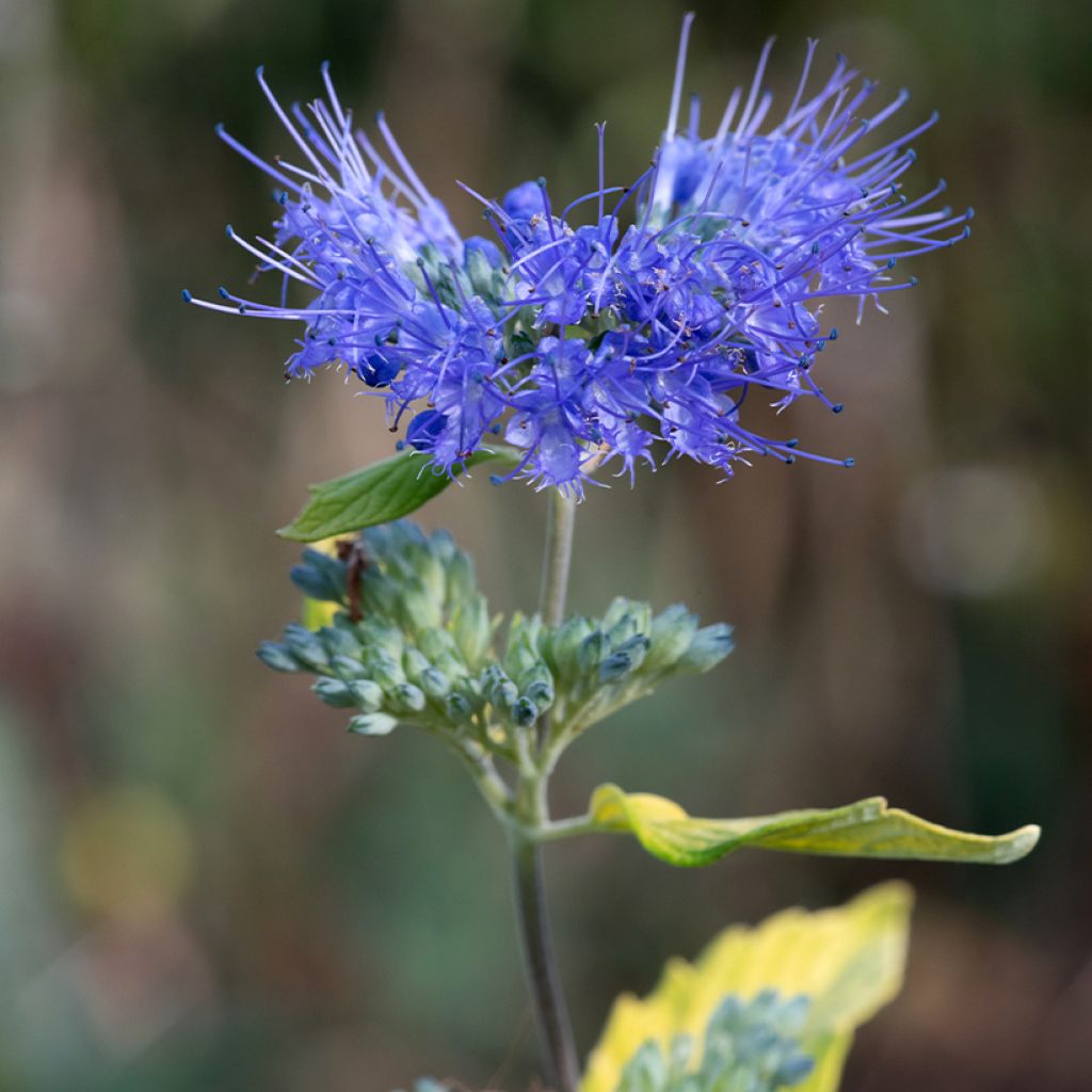 Caryopteris incana Sunny Blue - Spirée bleue, Barbe bleue