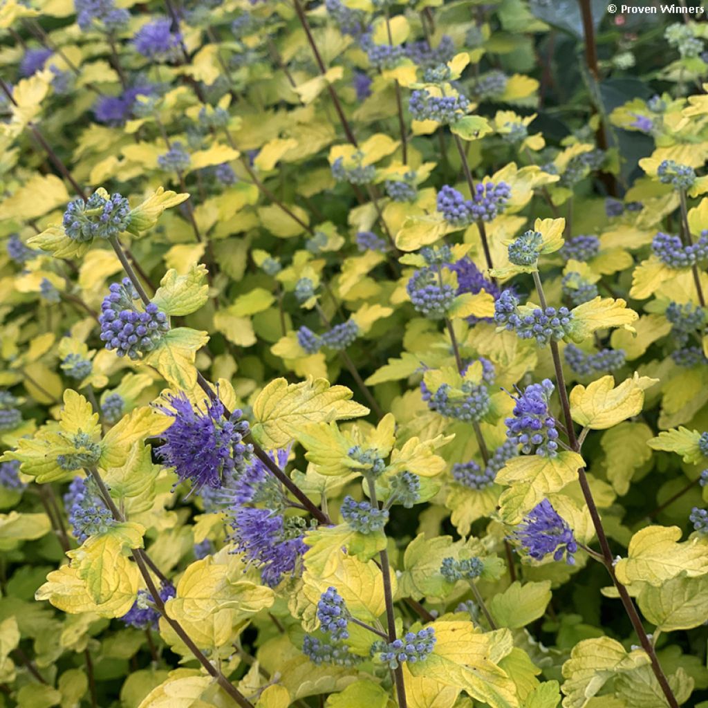 Caryopteris incana Sunny Blue - Spirée bleue, Barbe bleue