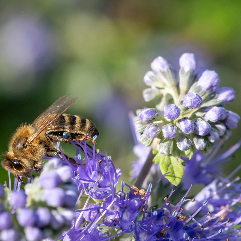 Caryopteris incana Sunny Blue - Spirée bleue, Barbe bleue