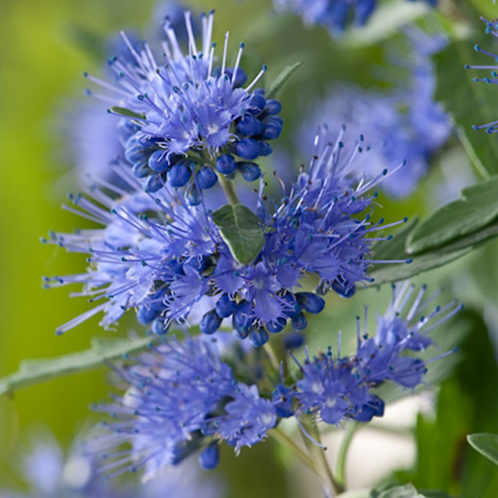 Caryopteris x clandonensis Blauer Spatz (Oiseau Bleu)