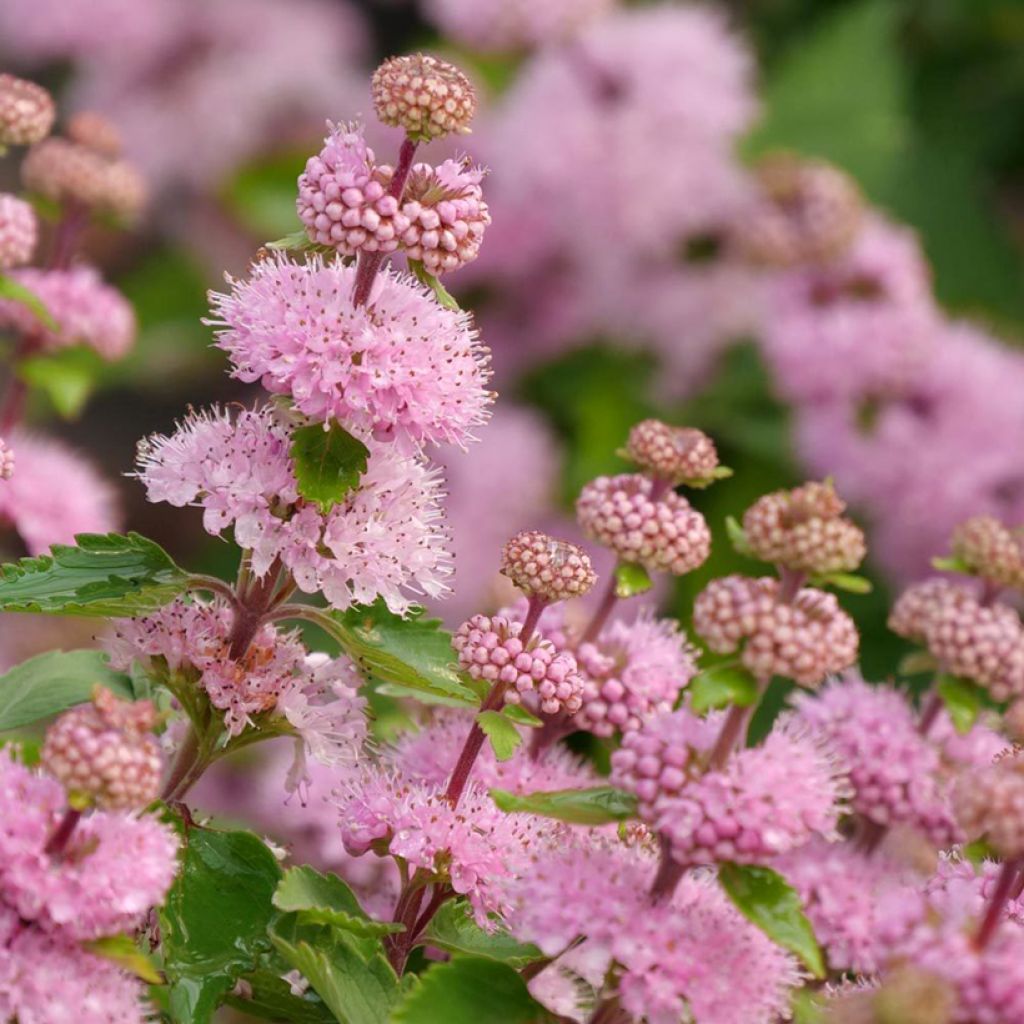 Caryopteris x clandonensis Camara Pink - Spirée bleue