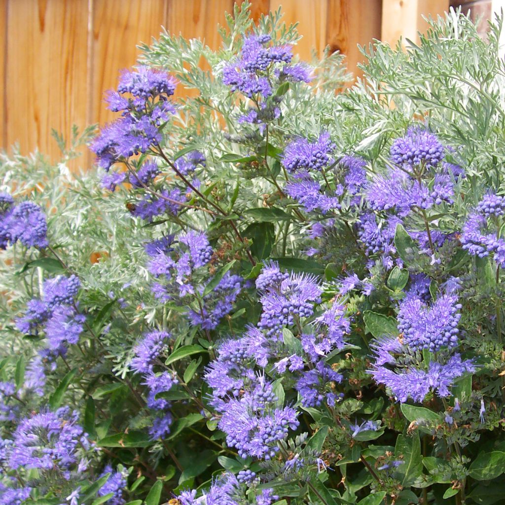 Caryopteris (x) clandonensis Heavenly Blue