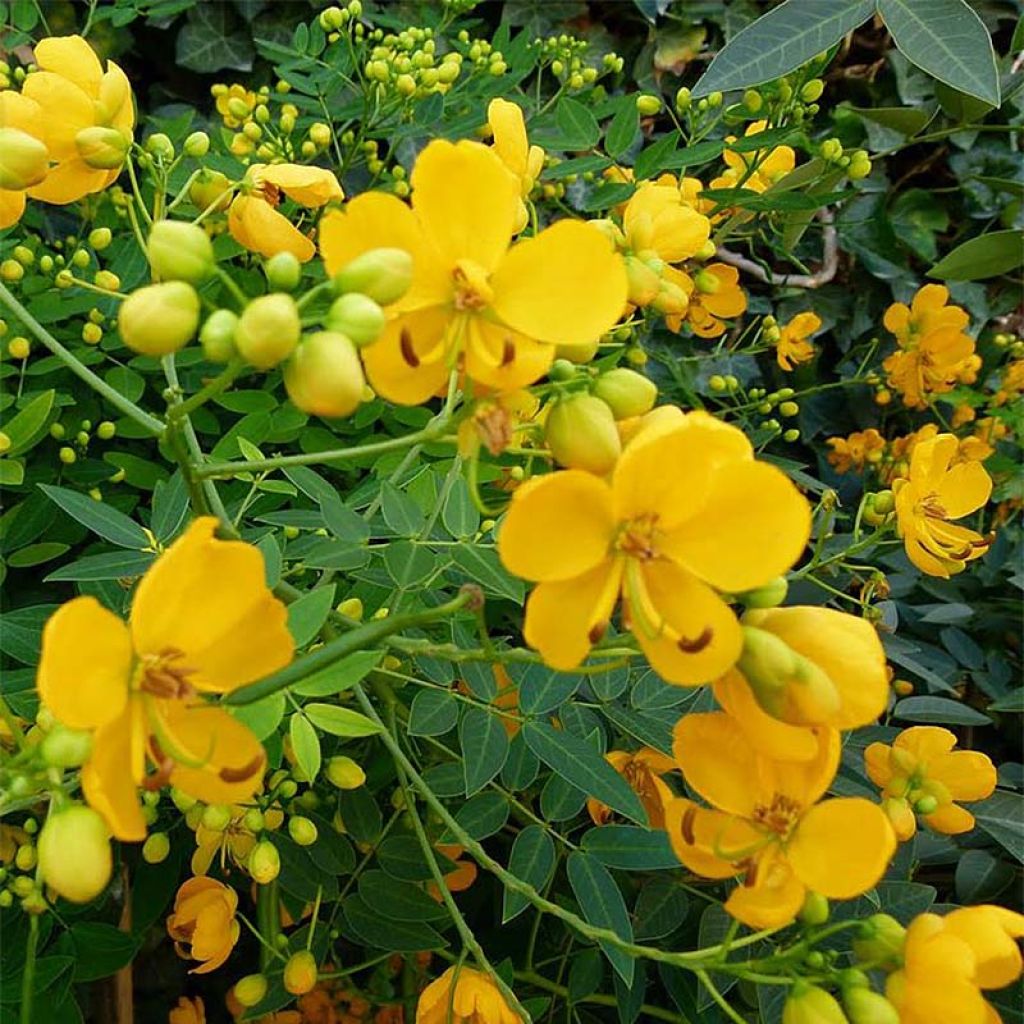 Cassia floribunda - Senné très florifère