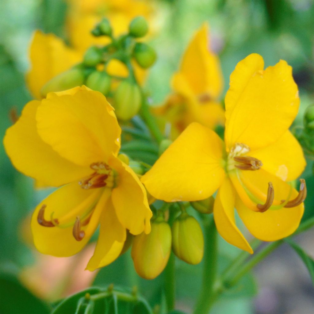 Cassia floribunda - Senné très florifère