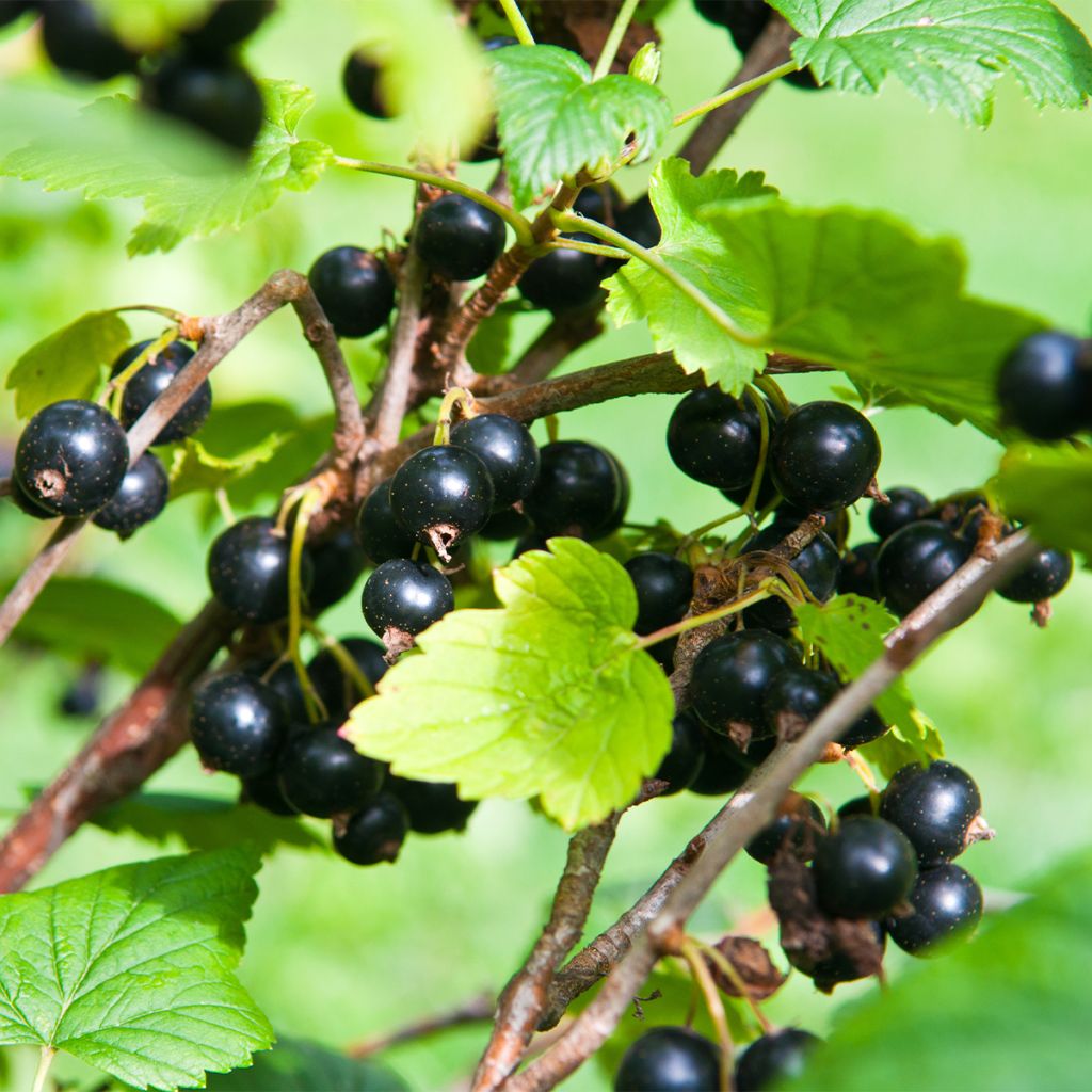 Cassissier Troll - Ribes nigrum