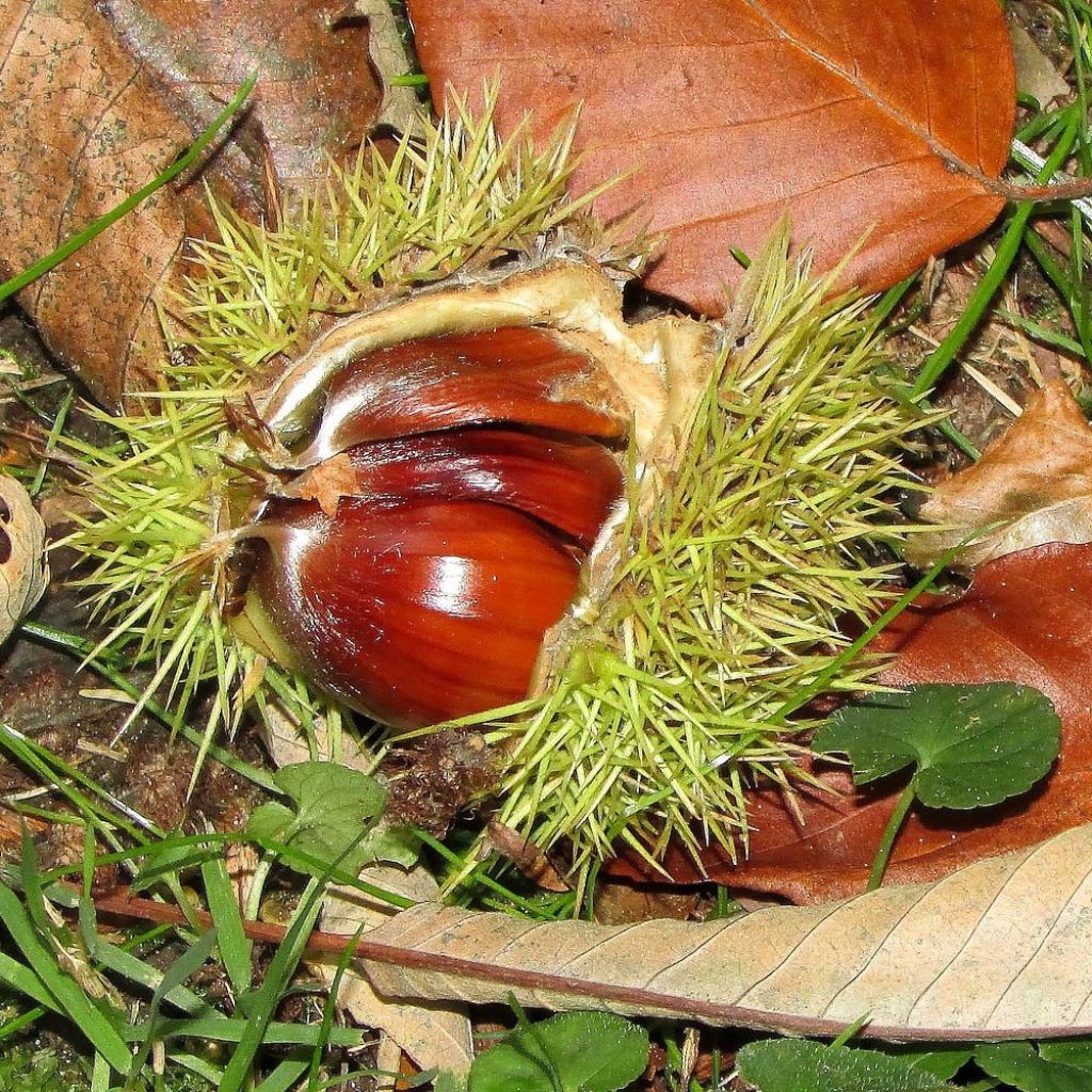 Châtaignier commun - Castanea sativa 