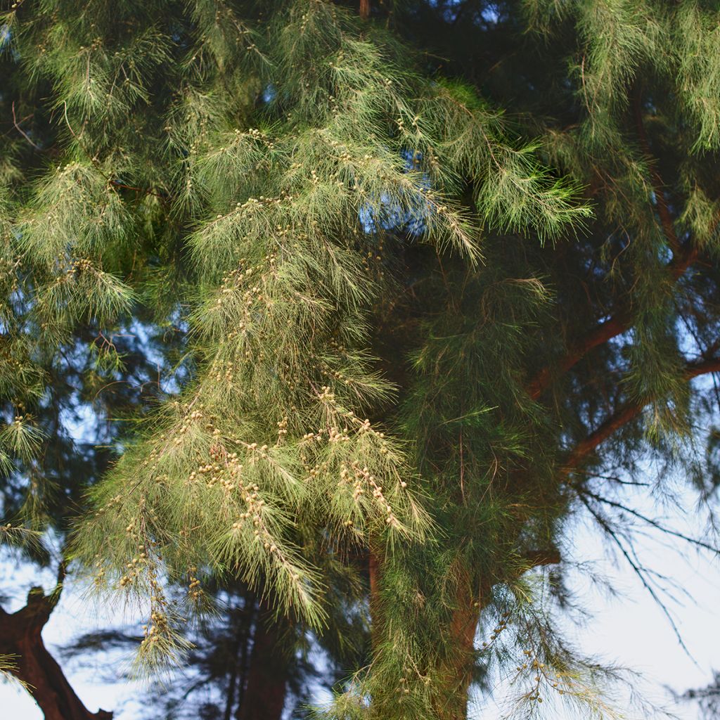 Casuarina equisetifolia - Filao, Pin australien