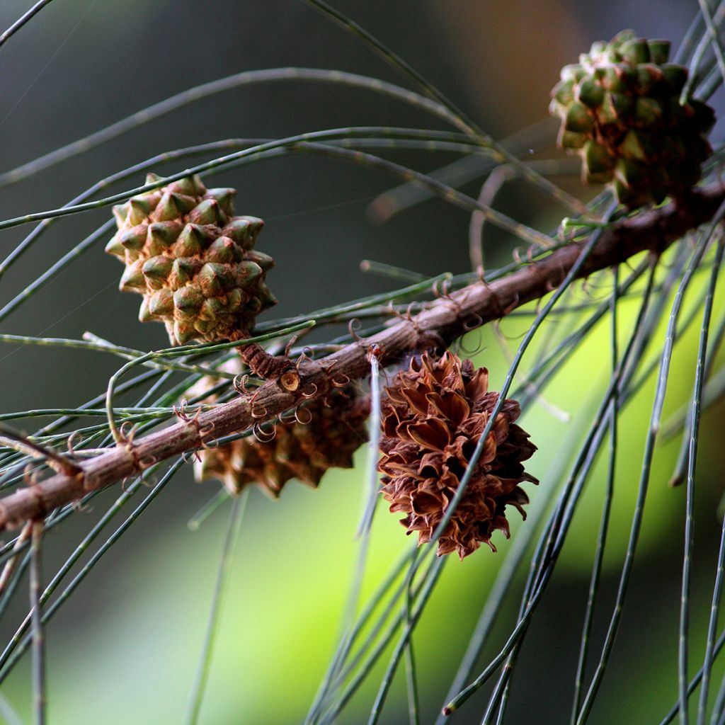 Casuarina equisetifolia - Filao, Pin australien