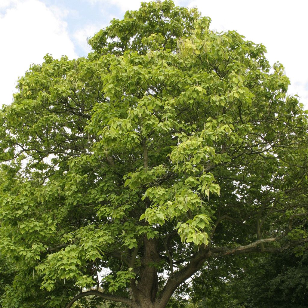 Catalpa bignonioides - Catalpa commun