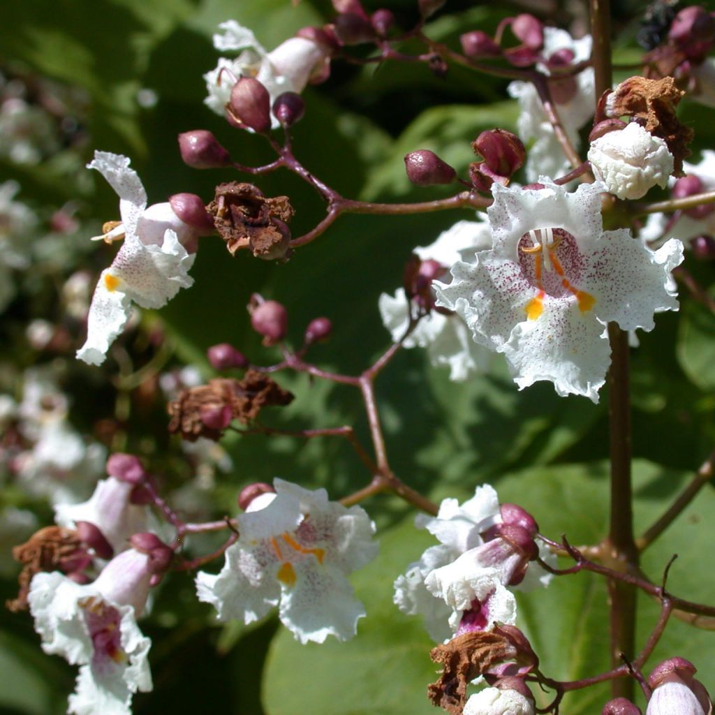 Catalpa erubescens Purpurea - Catalpa pourpre