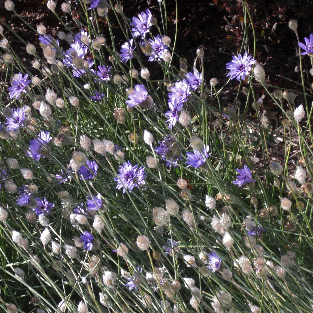 Catananche caerulea - Cupidone