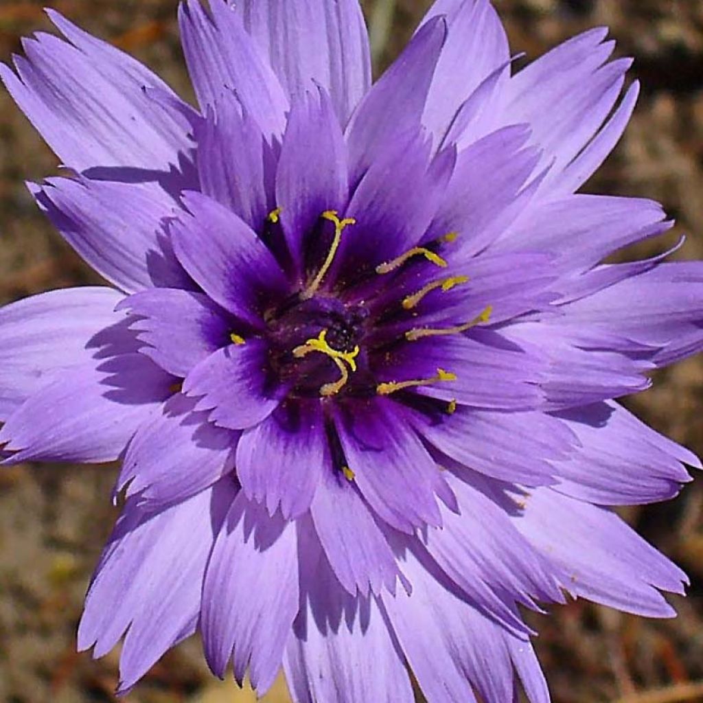 Catananche caerulea - Cupidone