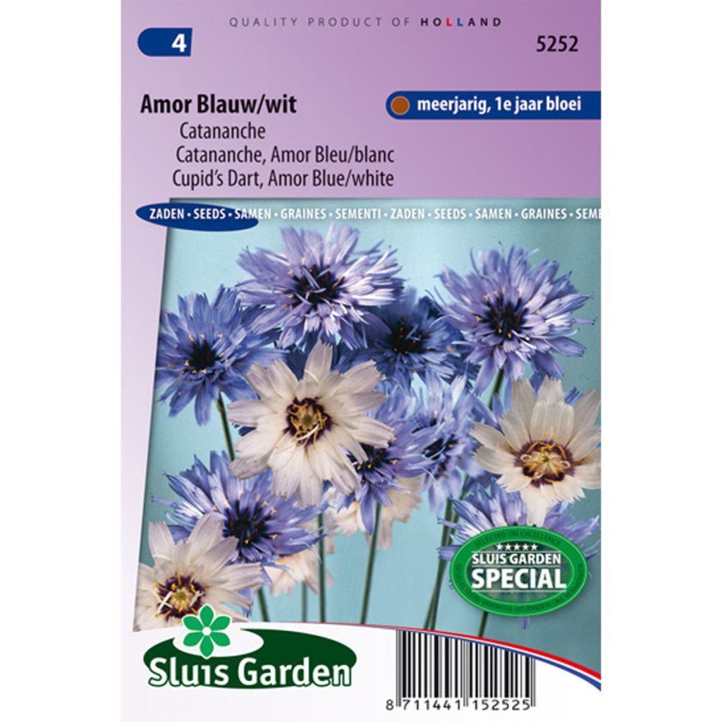 Catananche caerulea Amor Blue/White - Cupidone