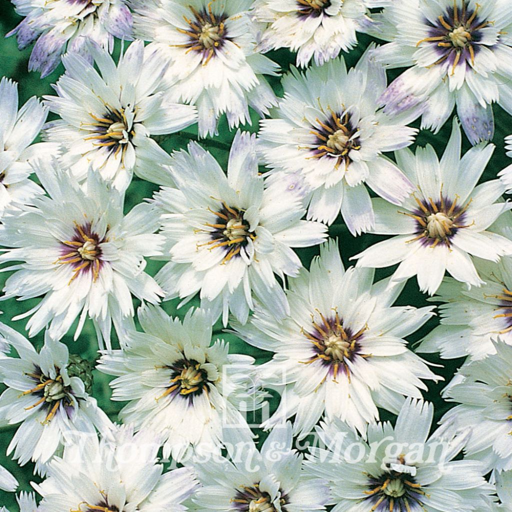 Catananche Caerulea Bicolor 