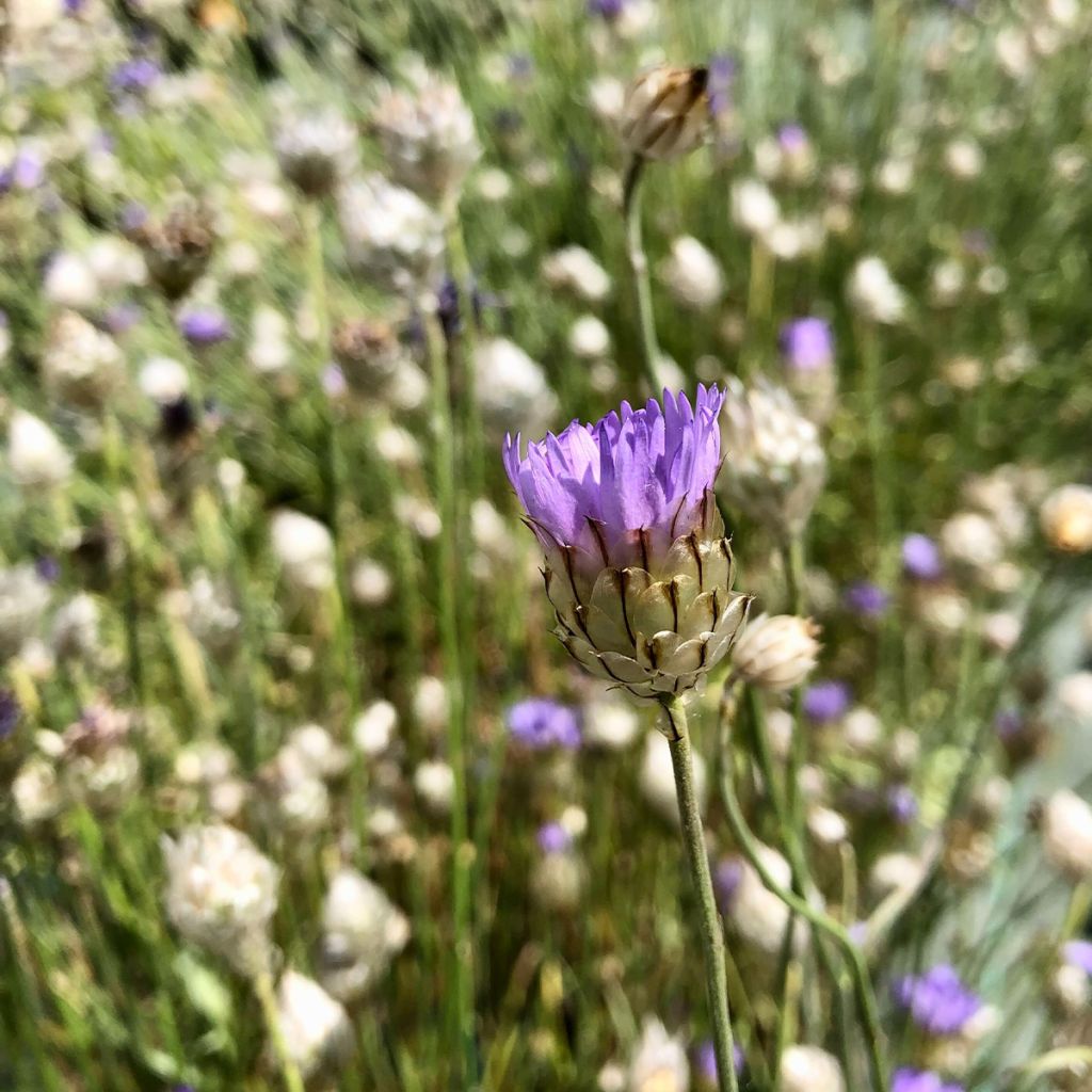 Catananche caerulea