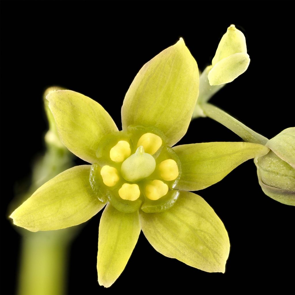 Caulophyllum thalictroides