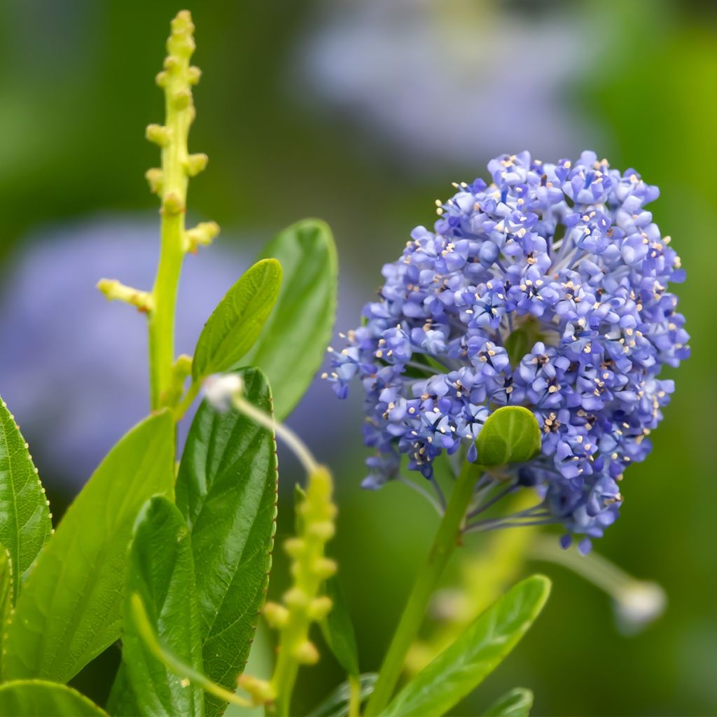 Céanothe Autumnal Blue