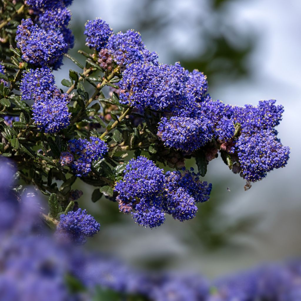 Ceanothus Dark Star