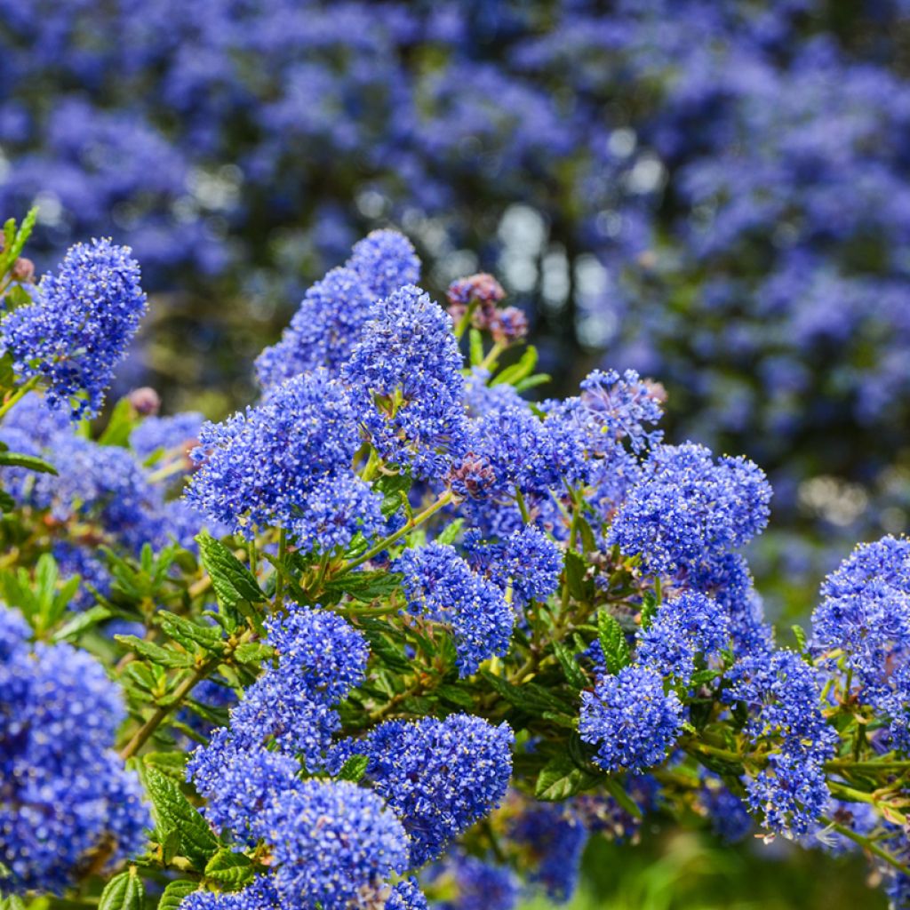 Ceanothus Dark Star