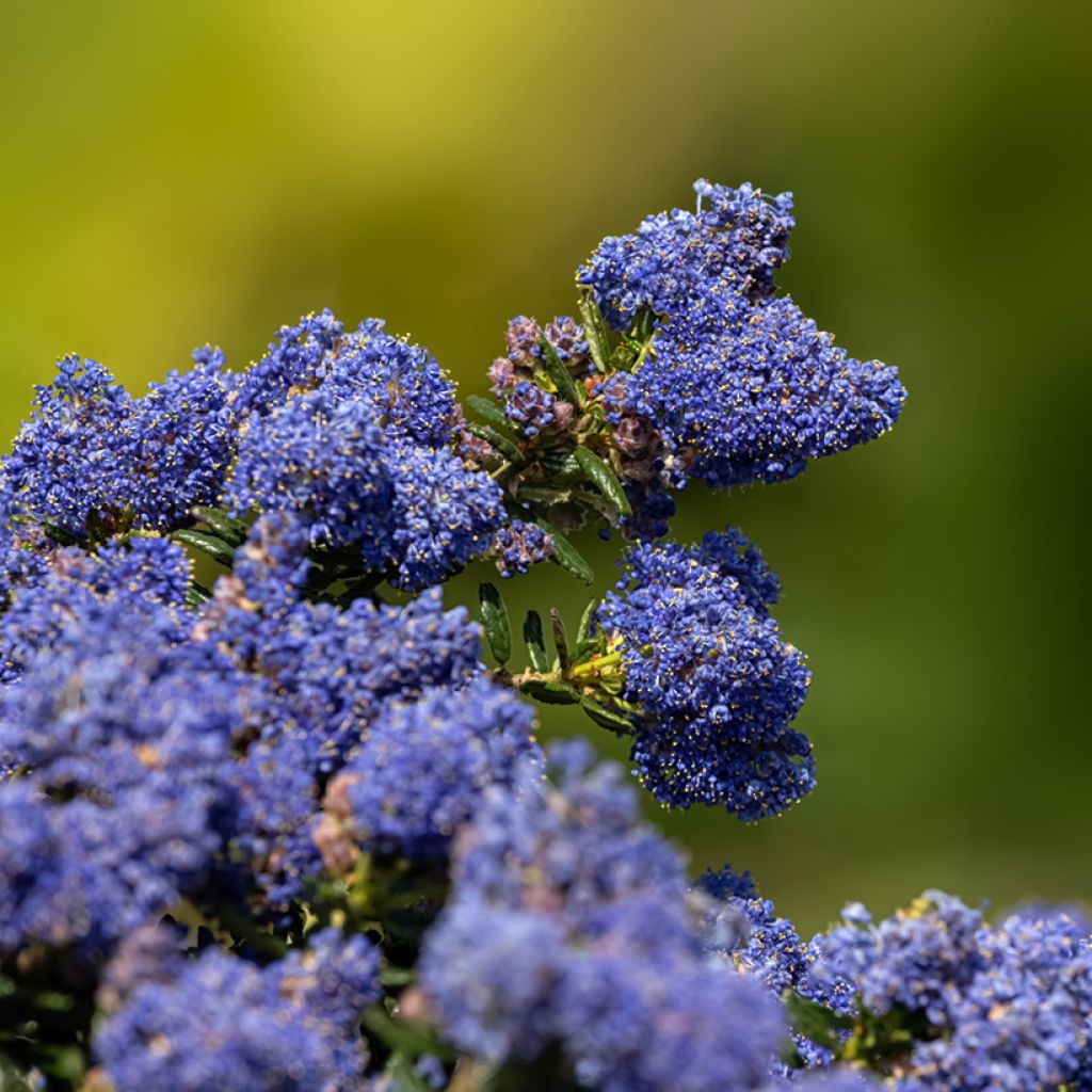 Ceanothus Dark Star