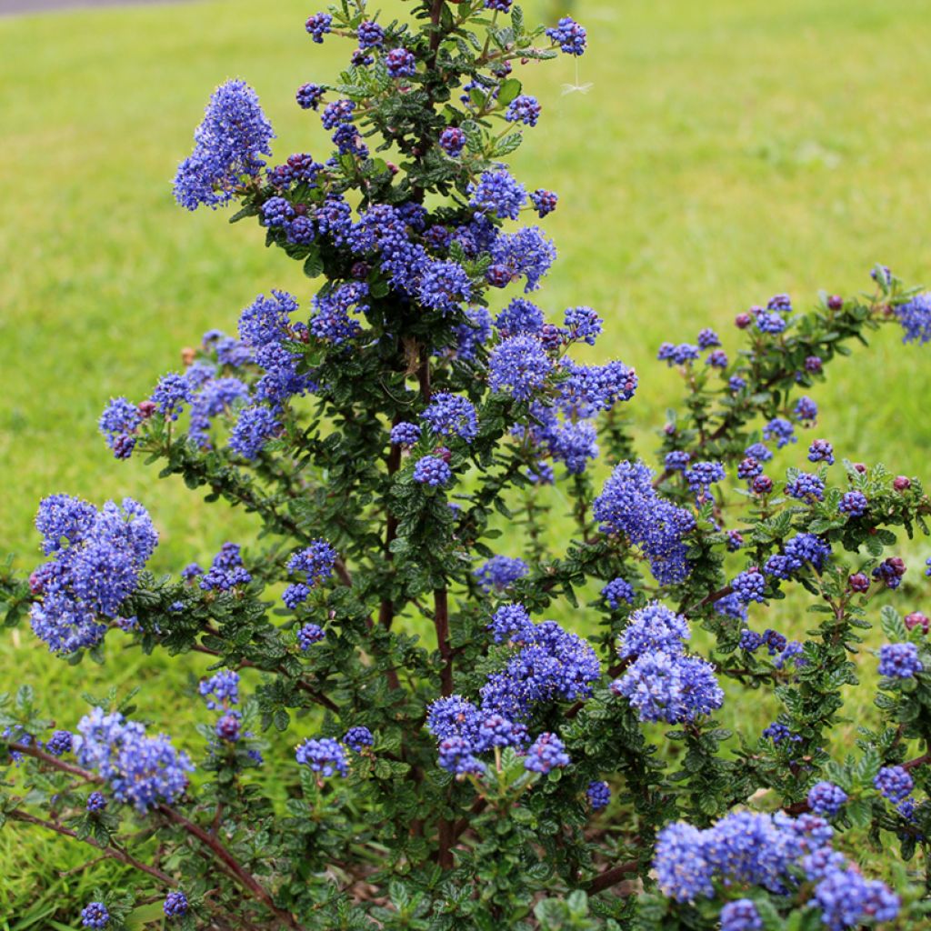 Ceanothus Dark Star