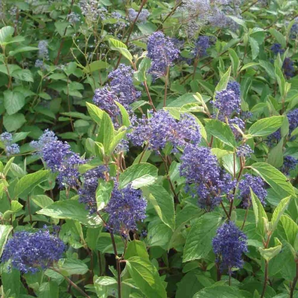 Céanothe Henri Desfossé - Lilas de Californie