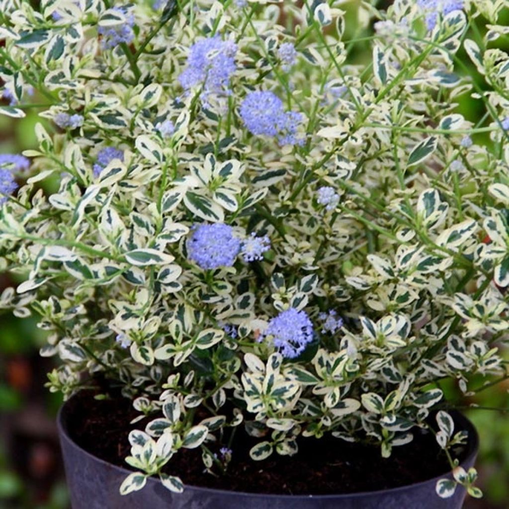 Ceanothus impressus Cool Blue (‘Huico02’)