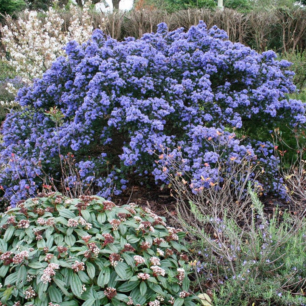 Ceanothus impressus Puget Blue