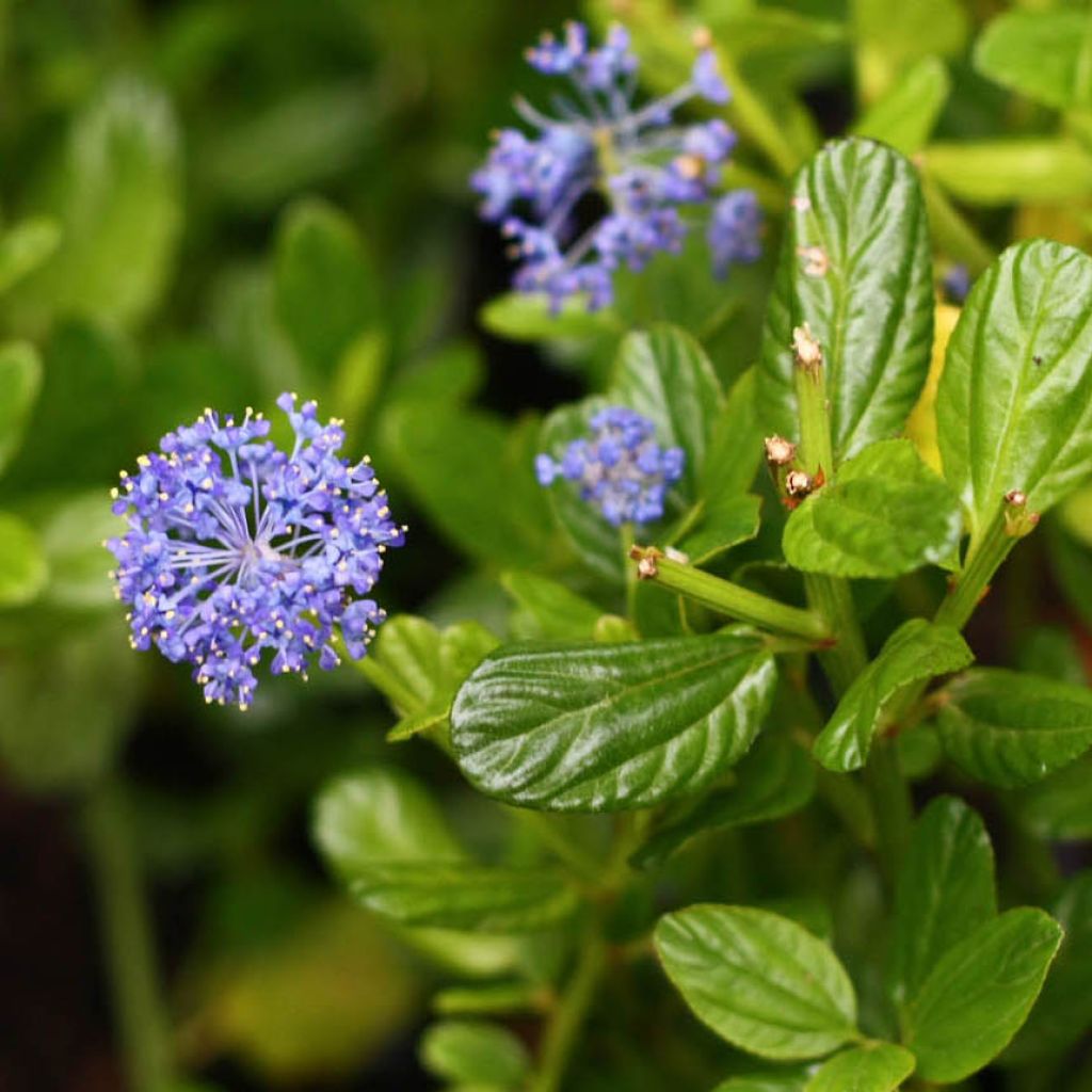 Ceanothus impressus Victoria