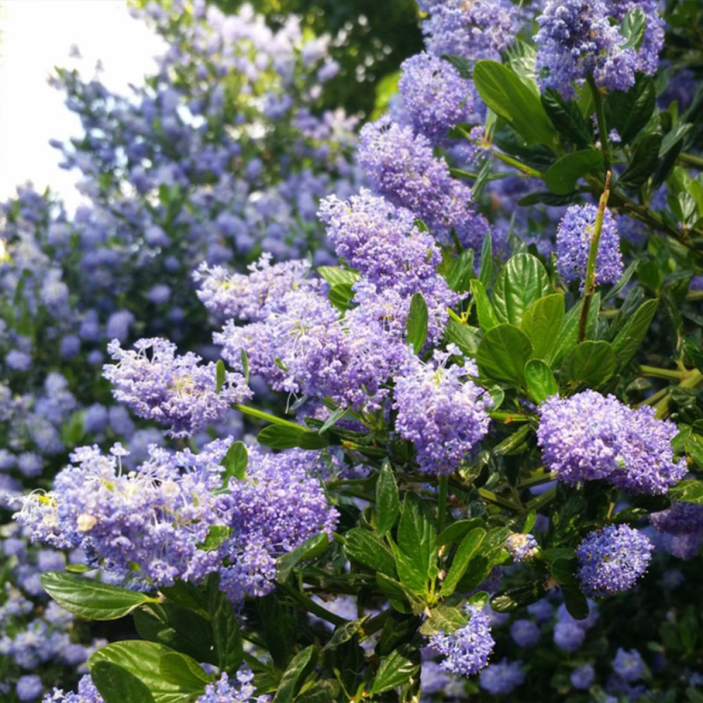 Ceanothus impressus Victoria