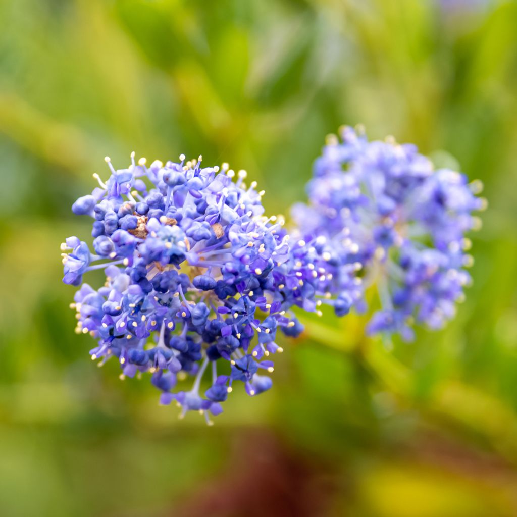 Ceanothus impressus Victoria