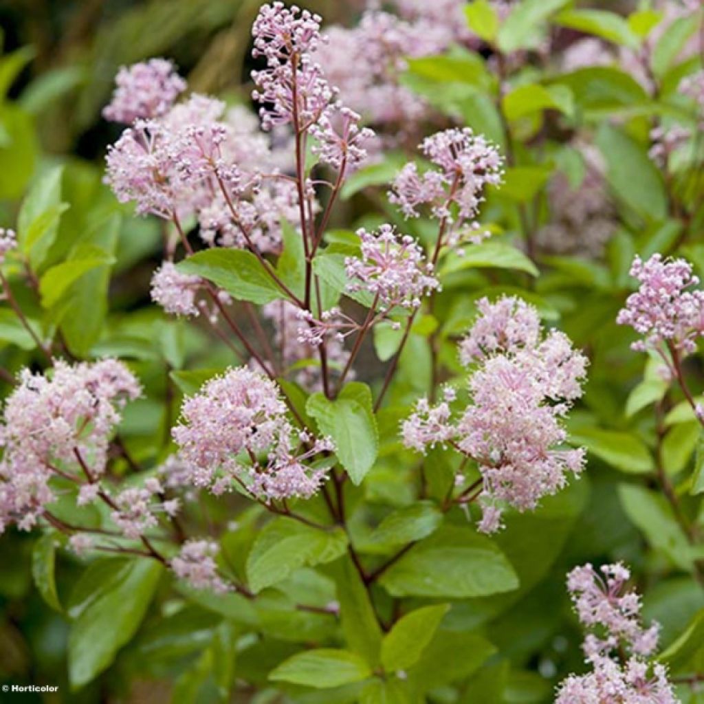 Ceanothus pallidus Marie Rose®