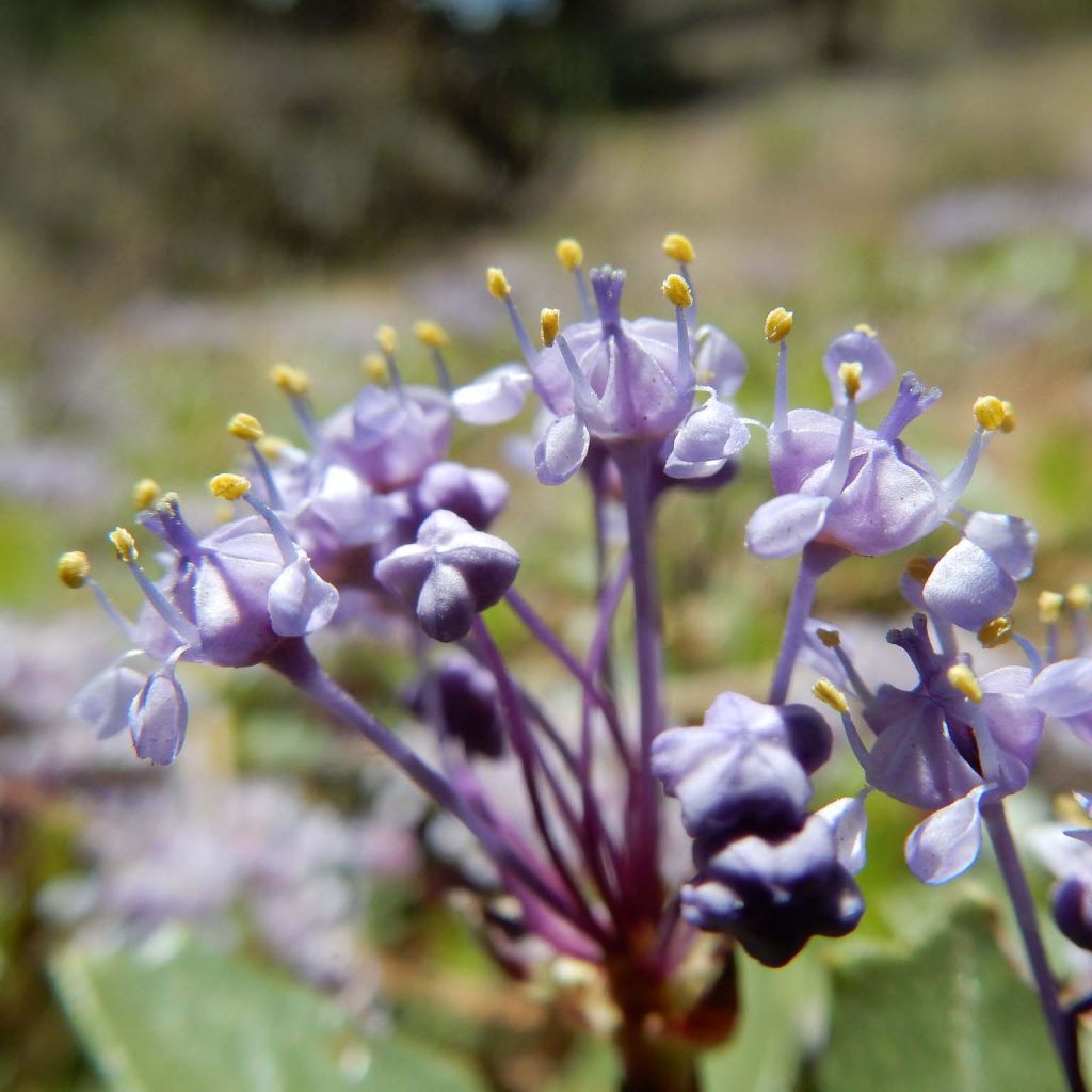 Ceanothus prostratus - Céanothe prostré.