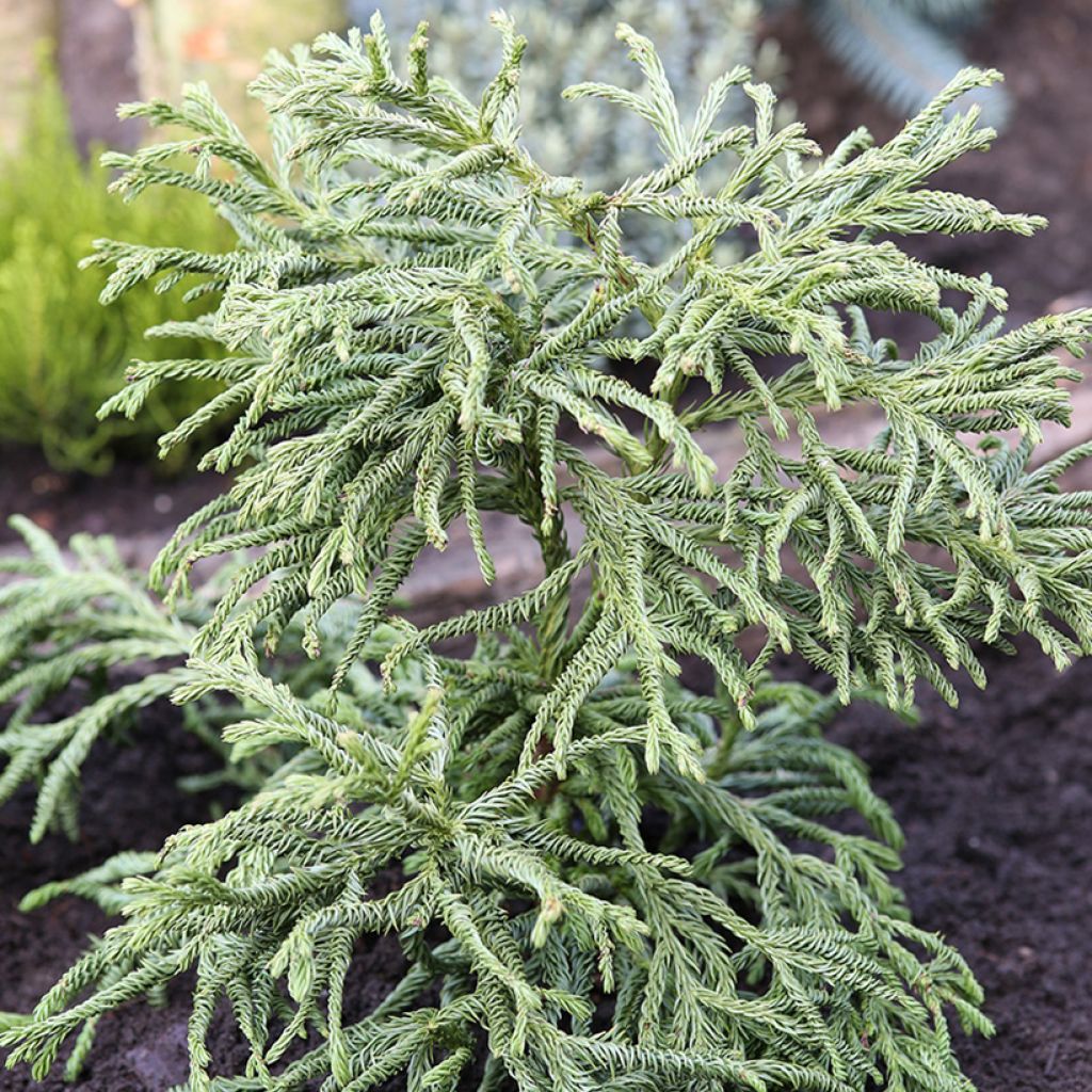 Cèdre du Japon Spiralis - Cryptomeria japonica