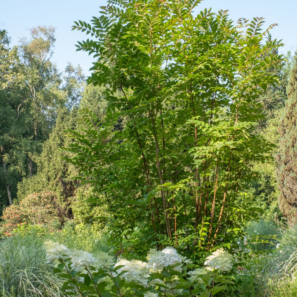 Cedrela sinensis, Toona sinensis - Acajou de Chine