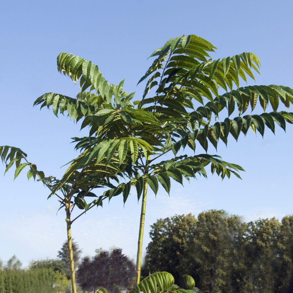 Toona sinensis - Acajou de Chine