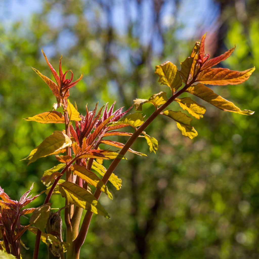 Toona sinensis - Acajou de Chine