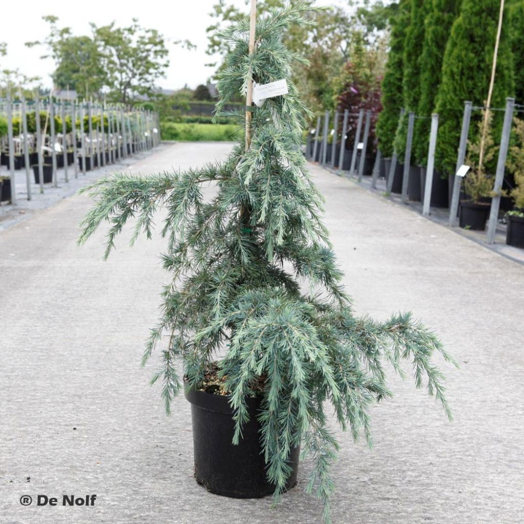 Cedrus deodara Feeling Blue