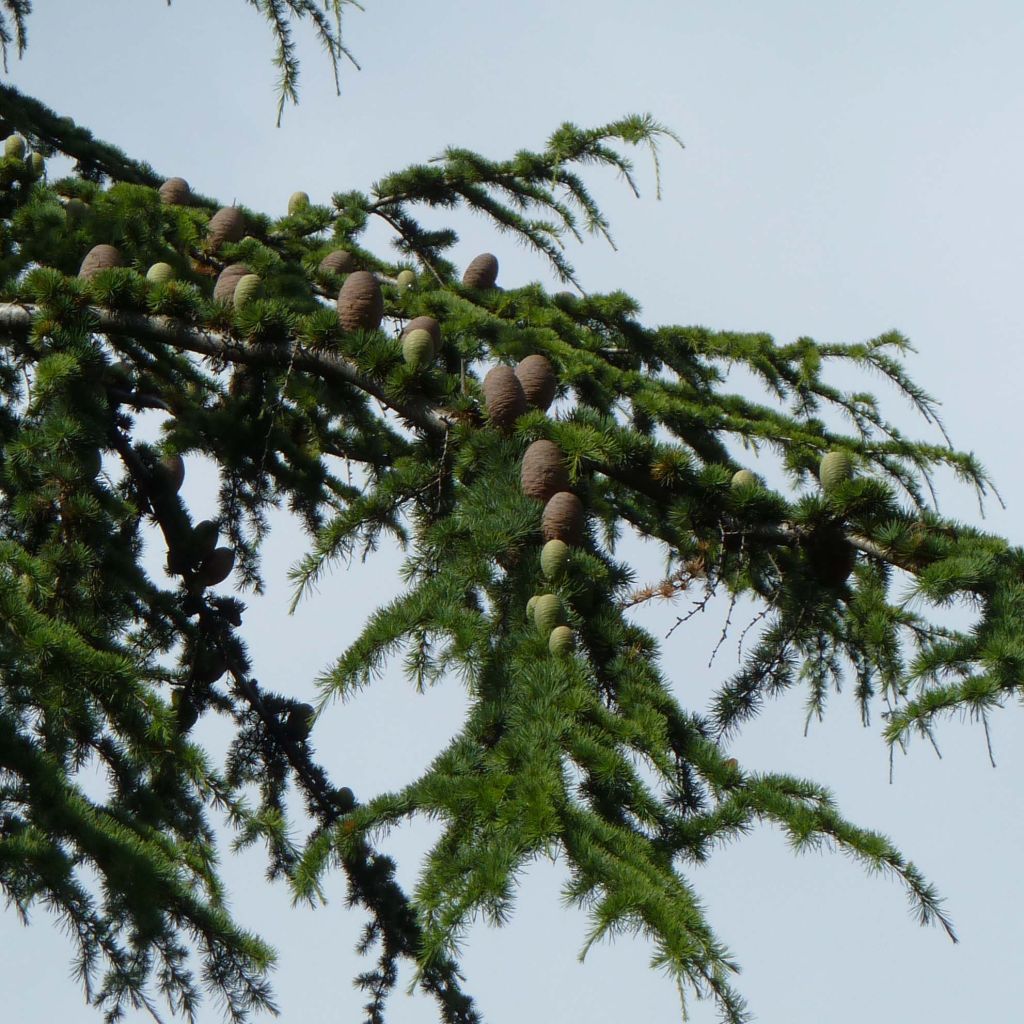 Cèdre du Liban - Cedrus libani