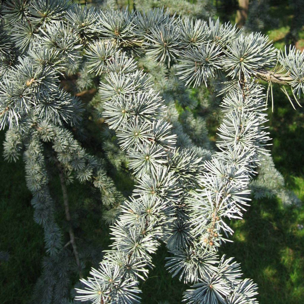 Cèdre bleu de l'Atlas - Cedrus libani Glauca